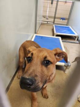 Rescue German Shepherd Dog and Mixed Breed Dogs for Adoption in Sacramento, California - BRUNO | PetCurious