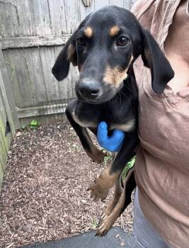 Trinity -  Doberman Pinscher Dog for Adoption in Bull Valley, Illinois - Trinity | PetCurious
