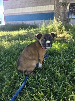 JUNIPER -  German Shepherd Dog Dog for Adoption in Casper, Wyoming - JUNIPER | PetCurious