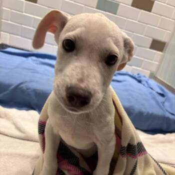 Mixed Breed Dogs Available for Adoption in Westhampton, New York - Cloud | PetCurious