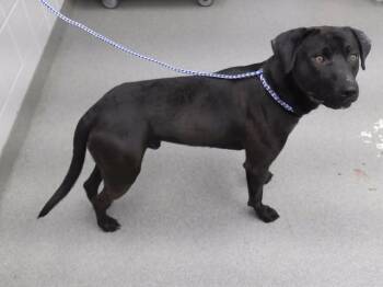 JACKSON -  Labrador Retriever and Mixed Breed Dog for Adoption in Omaha, Nebraska - JACKSON | PetCurious