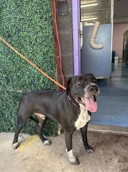 STEALTH* -  Labrador Retriever and Mixed Breed Dog for Adoption in El Paso, Texas - STEALTH* | PetCurious