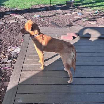 Cider -  Mixed Breed Dog for Adoption in Buffalo, Minnesota - Cider | PetCurious
