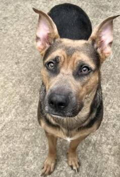 German Shepherd Dog Dogs Available for Adoption - Henrietta | PetCurious