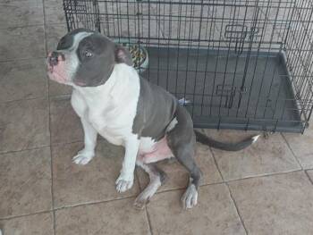 American Staffordshire Terrier Dogs Available for Adoption in Fort Lauderdale, Florida - BEAR | PetCurious
