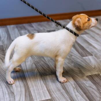 Morrie -  Labrador Retriever and Mixed Breed Dog for Adoption in Brainerd, Minnesota - Morrie | PetCurious