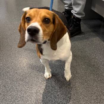 Skippy -  Beagle Dog for Adoption in Allentown, Pennsylvania - Skippy | PetCurious