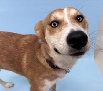 Sparkles -  Mixed Breed Dog for Adoption in Woodbury, Minnesota - Sparkles | PetCurious