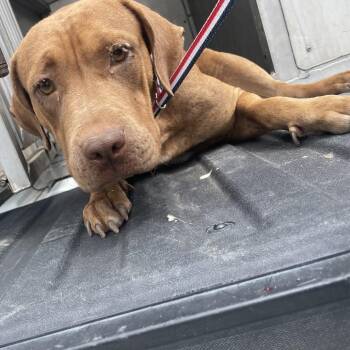 Staffordshire Bull Terrier Dogs Available for Adoption in Edinburg, Texas - Chai | PetCurious