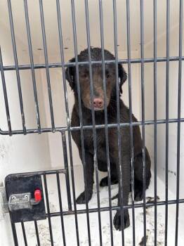 Labrador Retriever Dogs Available for Adoption - DAWN | PetCurious