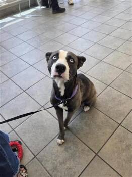 Pit Bull Terrier Dogs Available for Adoption in San Antonio, Texas - ADELEINE | PetCurious
