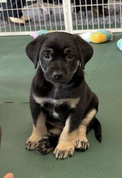 Pepper Spice - Local Boy -  Beagle and Lakeland Terrier Dog for Adoption in Andover, Massachusetts - Pepper Spice - Local Boy | PetCurious