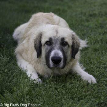 Robin -  Anatolian Shepherd and Great Pyrenees Dog for Adoption in Nashville, Tennessee - Robin | PetCurious