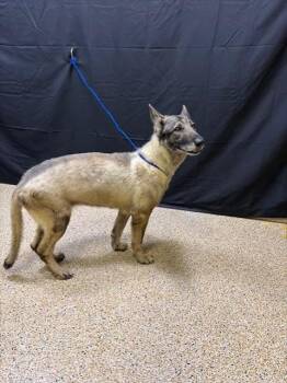 Belgian Shepherd Malinois and Mixed Breed Dogs Available for Adoption - MITA | PetCurious
