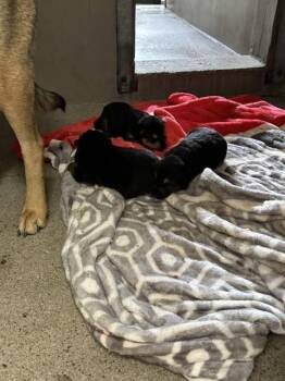 JUDE -  German Shepherd Dog Dog for Adoption in San Bernardino, California - JUDE | PetCurious