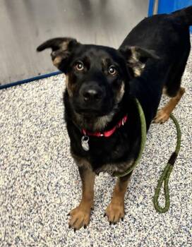 Violet -  German Shepherd Dog Dog for Adoption in Golden, Colorado - Violet | PetCurious