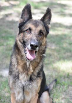 MARCUS GS -  German Shepherd Dog Dog for Adoption in Lucas, Texas - MARCUS GS | PetCurious