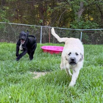 Great Pyrenees and Australian Cattle Dog Blue Heeler Dogs Available for Adoption in Otisfield, Maine - Willa | PetCurious