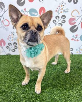 Lola -  Pug and Chihuahua Dog for Adoption in Corona, California - Lola | PetCurious