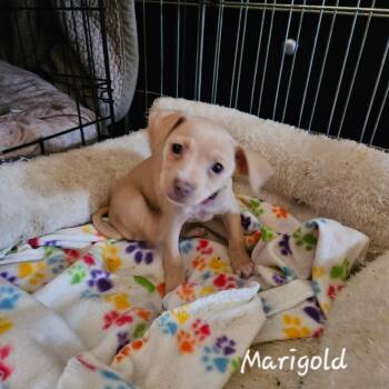 Chihuahua Dogs Available for Adoption in Lafayette, California - Marigold | PetCurious