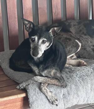Lexi -  Mixed Breed Dog for Adoption in Houston, Texas - Lexi | PetCurious