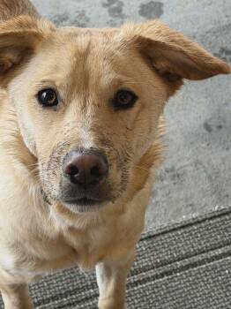 Labrador Retriever Dogs Available for Adoption in Union Grove, Wisconsin - Bulleit | PetCurious