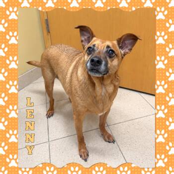 Lenny -  Pug Dog for Adoption in Mokena, Illinois - Lenny | PetCurious