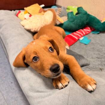 Grover -  Mixed Breed Dog Available for Adoption in Gainesville, Florida - Grover | PetCurious
