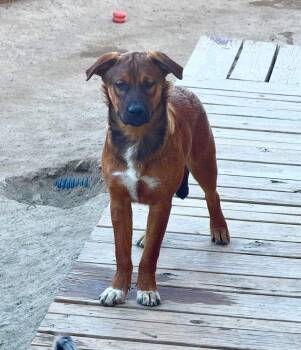 Bear -  German Shepherd Dog Dog for Adoption in Thornton, Colorado - Bear | PetCurious