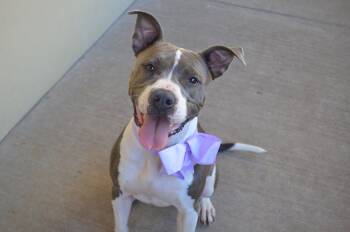 Plink -  Pit Bull Terrier Dog for Adoption in Mckinney, Texas - Plink | PetCurious