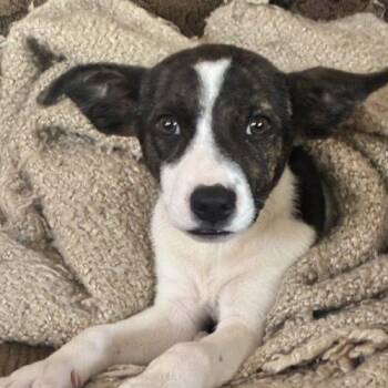 Ariel -  Terrier and Mixed Breed Dog for Adoption in Bellmawr, New Jersey - Ariel | PetCurious