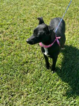 Rescue Labrador Retriever and Shepherd Dogs for Adoption in Houston, Texas - Mini | PetCurious