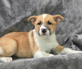 Chandler -  Mixed Breed Dog for Adoption in Othello, Washington - Chandler | PetCurious