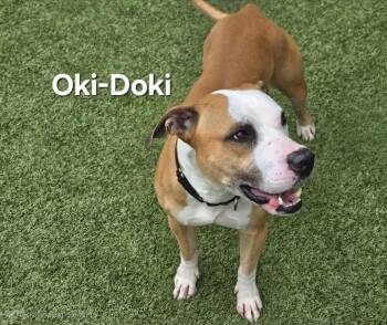 Rescue Pit Bull Terrier Dogs for Adoption in Derwood, Maryland - Oki-Doki | PetCurious