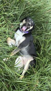 Boone a.k.a. Boondoggle -  Shepherd Dog for Adoption in Houston, Texas - Boone A.k.a. Boondoggle | PetCurious