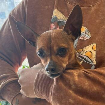 Chihuahua and Miniature Pinscher Dogs Available for Adoption - Chewie | PetCurious