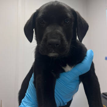 Rescue Labrador Retriever Dogs for Adoption in Hattiesburg, Mississippi - Sweet Strawberry | PetCurious