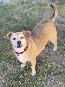 Rescue Dachshund and Jack Russell Terrier Dogs for Adoption in Decatur, Indiana - Fife | PetCurious
