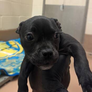 Bibble -  American Staffordshire Terrier and Mixed Breed Dog for Adoption in Reno, Nevada - Bibble | PetCurious
