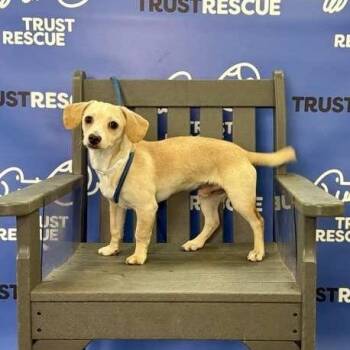 DASH -  Terrier and Mixed Breed Dog for Adoption in Waterford, New Jersey - DASH | PetCurious