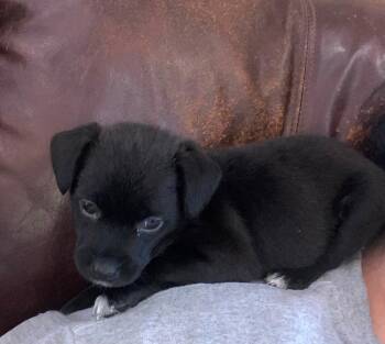 Lil Orphan Luna -  Dachshund Dog for Adoption in Aurora, Indiana - Lil Orphan Luna | PetCurious