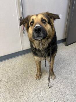 Australian Shepherd and Mixed Breed Dogs Available for Adoption in Visalia, California - A253337 | PetCurious