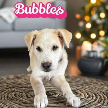Rescue Labrador Retriever Dogs for Adoption in Quitman, Texas - BUBBLES | PetCurious