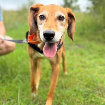 Marty -  Mixed Breed Dog for Adoption in Janesville, Wisconsin - Marty | PetCurious