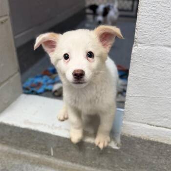 COLLIN -  Collie and Australian Shepherd Dog for Adoption - COLLIN | PetCurious
