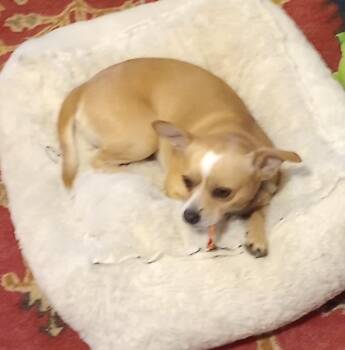 Toby -  Chihuahua Dog for Adoption in Cincinnati, Ohio - Toby | PetCurious