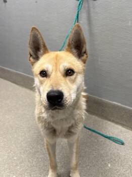 KION -  Carolina Dog Dog for Adoption in Las Vegas, Nevada - KION | PetCurious
