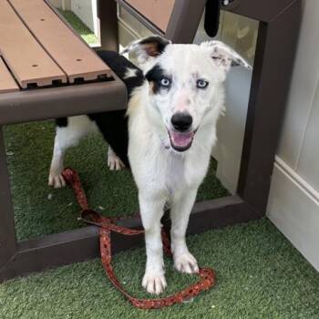 SORA -  Australian Shepherd and Mixed Breed Dog for Adoption in Camarillo, California - SORA | PetCurious