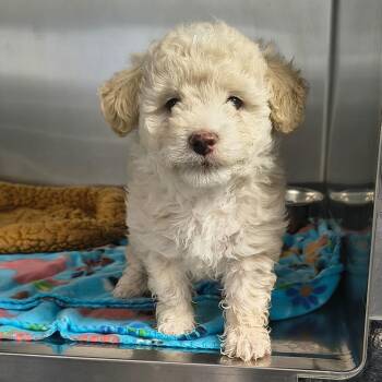 Curly -  Mixed Breed Dog for Adoption in Moses Lake, Washington - Curly | PetCurious