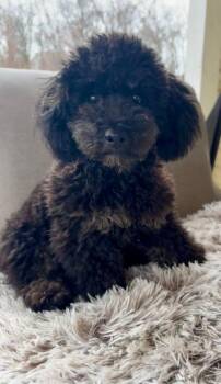 Poodle Dogs Available for Adoption - Ryu | PetCurious